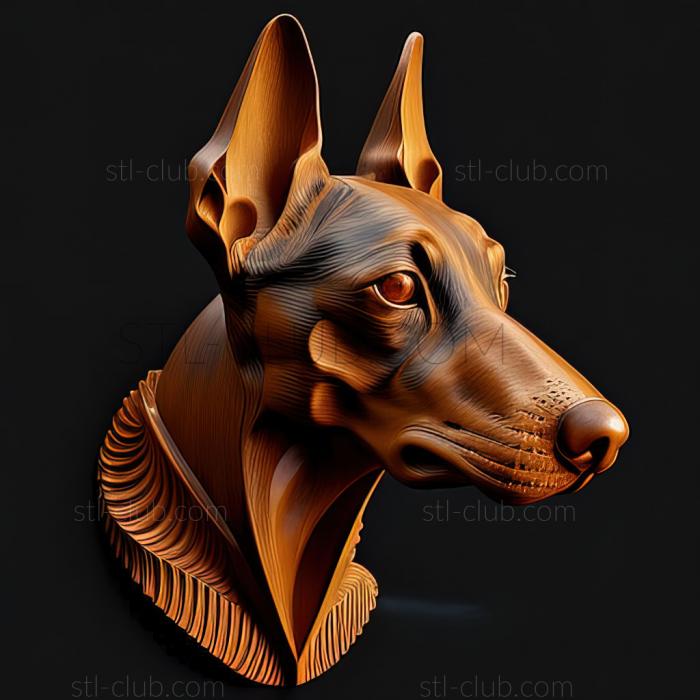 st Manchester Terrier dog